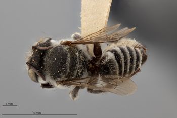 Media type: image;   Entomology 790888 Aspect: habitus dorsal view